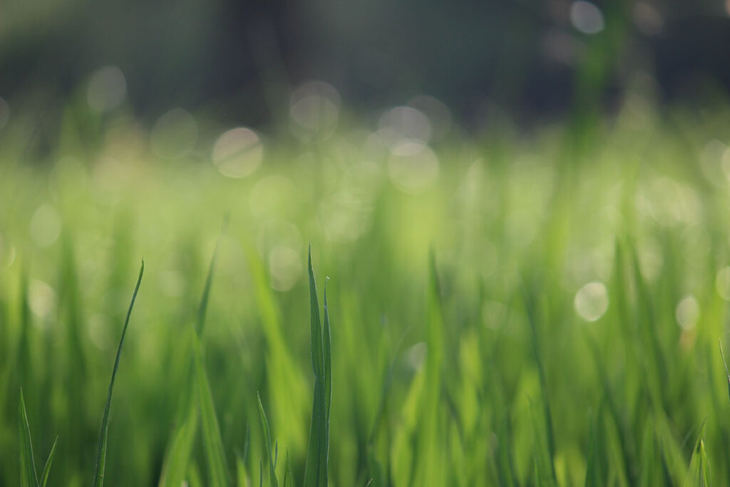 Feed new grass seed