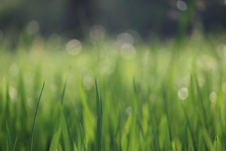 Feed new grass seed