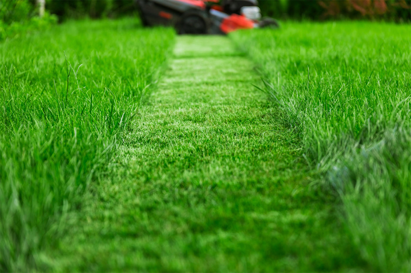 Freshly mowed lawn sale