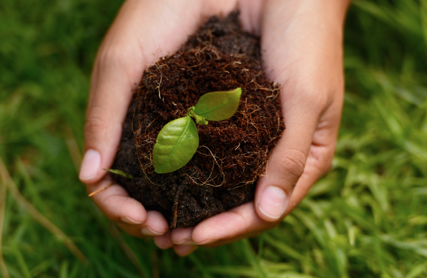 Embrace a greener future for your lawn