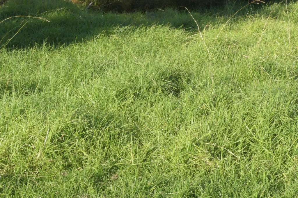 How to mow long grass in Spring