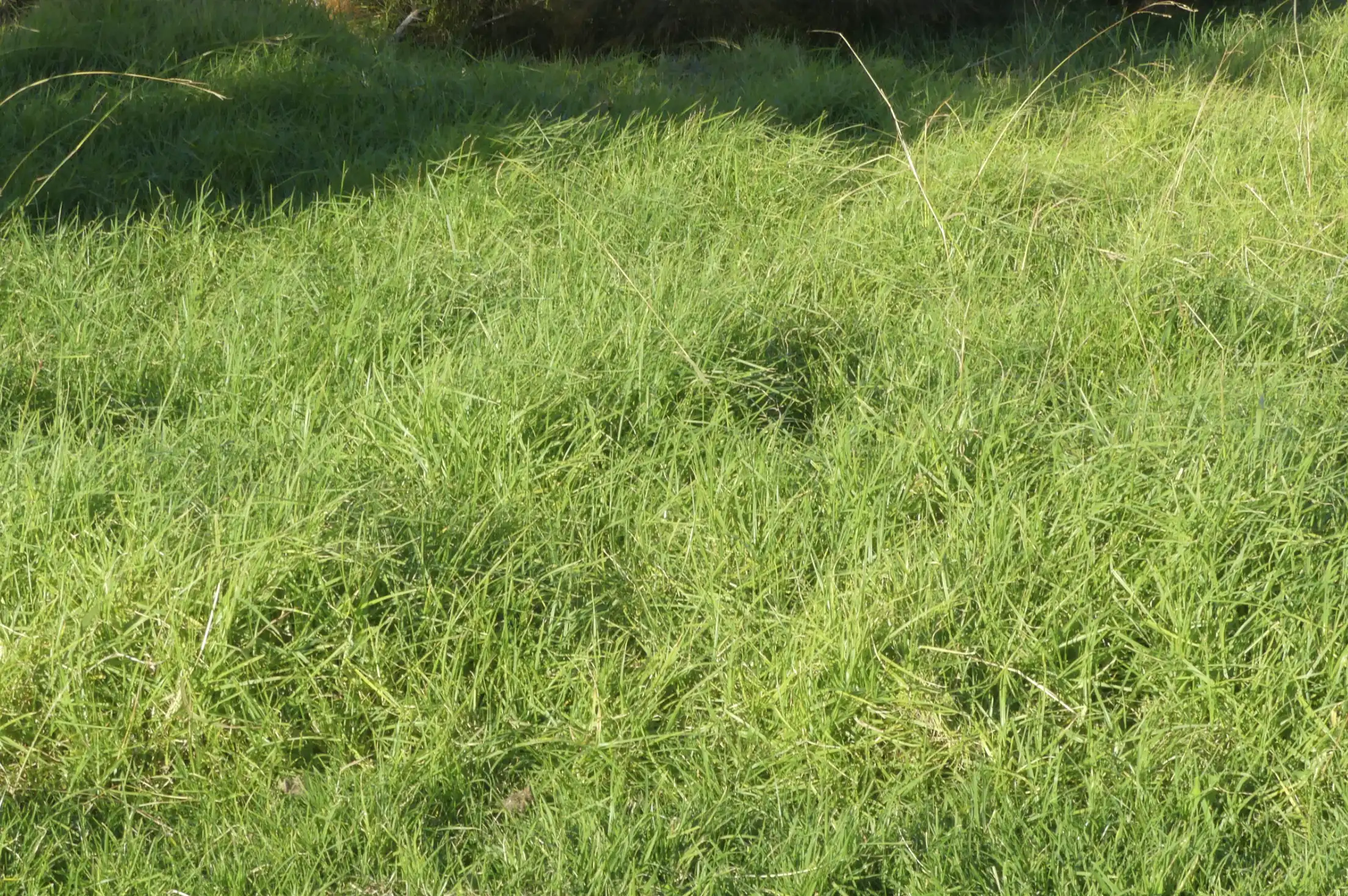 How to mow long grass in Spring