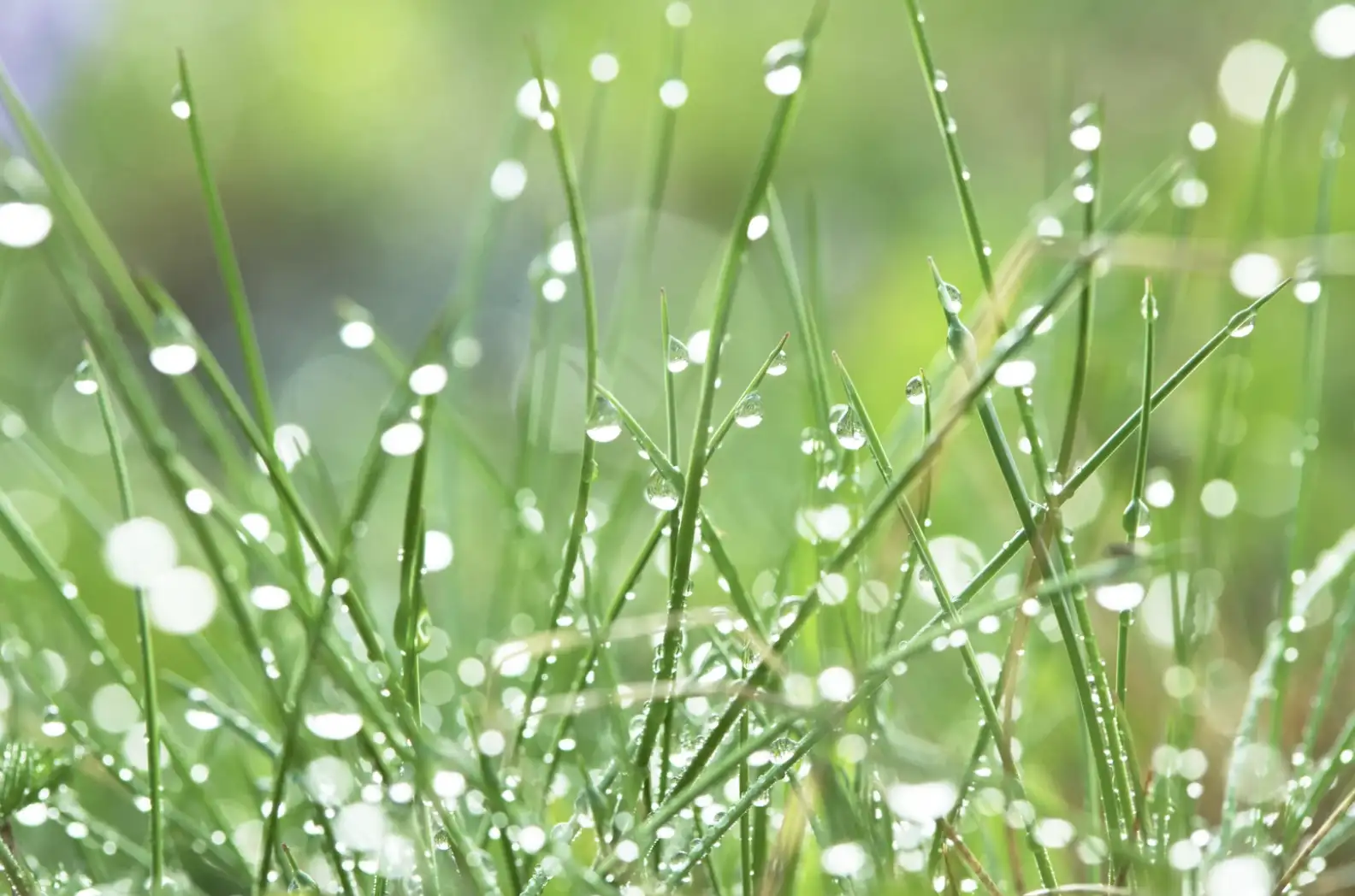 Cutting Edge Machinery Wet Lawn Mowing