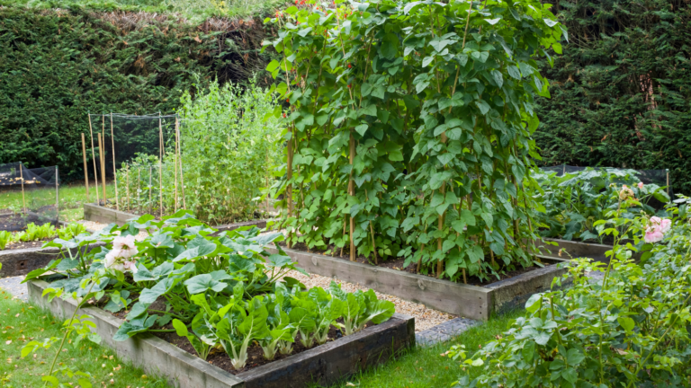 Cutting Edge maintaining garden plants